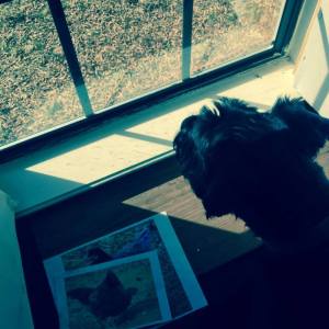 studio dog