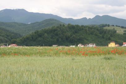 10. Romania Field of Flowers