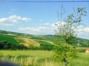 14. Romania Hillside with Tree