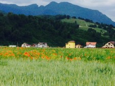 15. Romania Poppy Field and Hillside